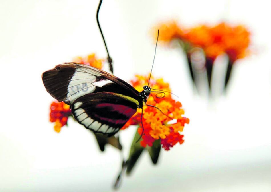 El misterio del color de las alas de las mariposas