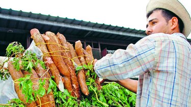 Evalúan nueva variedad de yuca