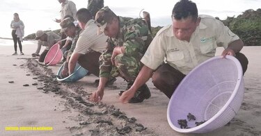 Liberan mil tortugas paslama, una especie en peligro de extinción