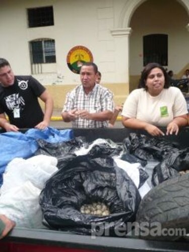 Decomisan más de 9 mil huevos de tortuga en Los Santos