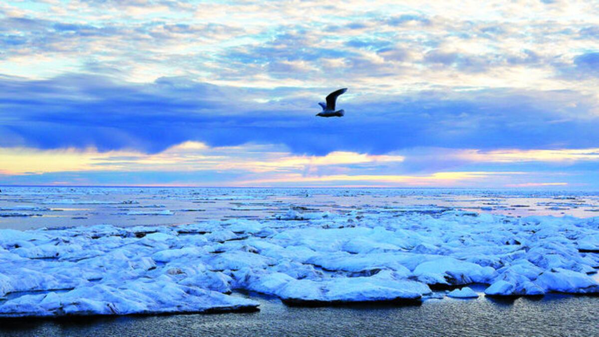 Un pájaro vuela sobre el hielo marino en el estrecho de Victoria, a lo largo del paso del noroeste en el archipiélago ártico canadiense.