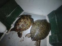 Monitoreo revela presencia de tortugas verdes adultas en Coiba