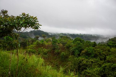 Incentivo de reforestación