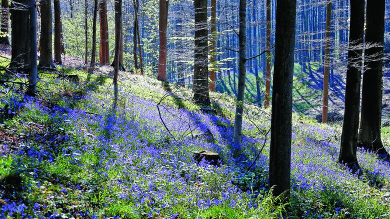Bosque ‘encantado’ sufre su éxito