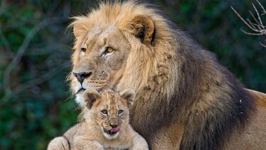 ¿Qué es ‘ser un buen padre’, biológicamente hablando?
