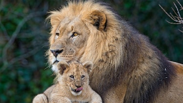 ¿Qué es ‘ser un buen padre’, biológicamente hablando?