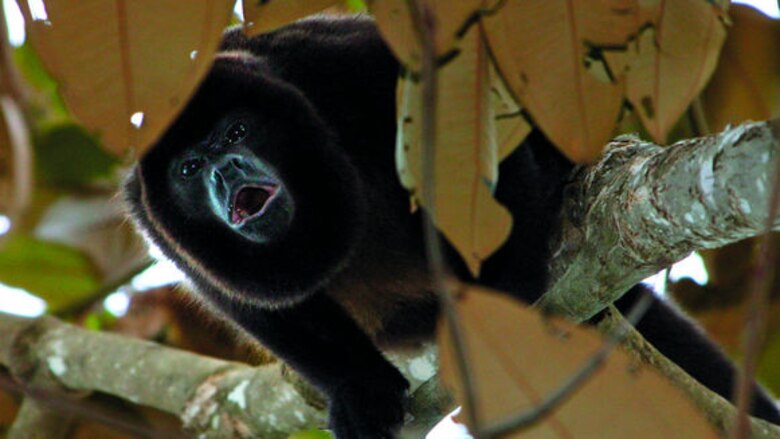 Los habitantes de Coiba