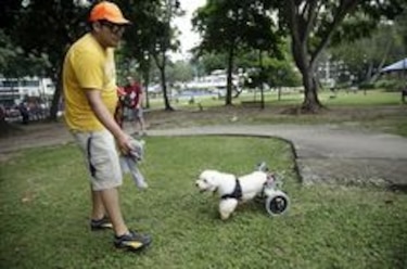 La historia de 'Lucho', el poodle sobre ruedas víctima del maltrato