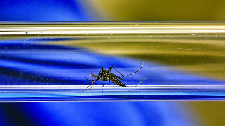 Cinco mitos sobre el virus zika