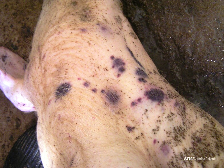 FAO advierte de la grave amenaza que representa la peste porcina africana en la región