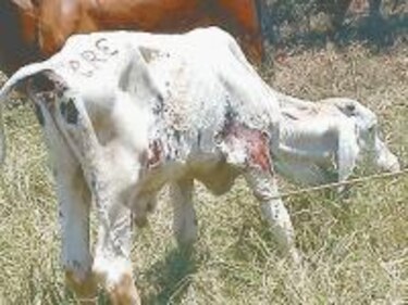 Advierten sobre uso de pasto