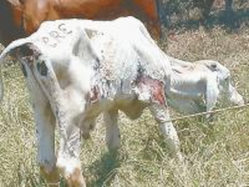 Advierten sobre uso de pasto