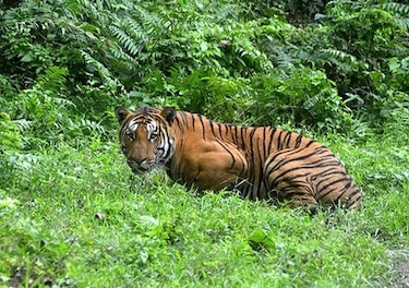 WWF: la Tierra perdió el 60% de sus animales salvajes en 44 años
