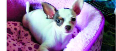 Penny, entre pelotas y peluches