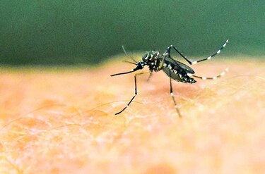 Se buscan 60 voluntarios que se dejen picar por mosquitos para probar vacuna en Washington
