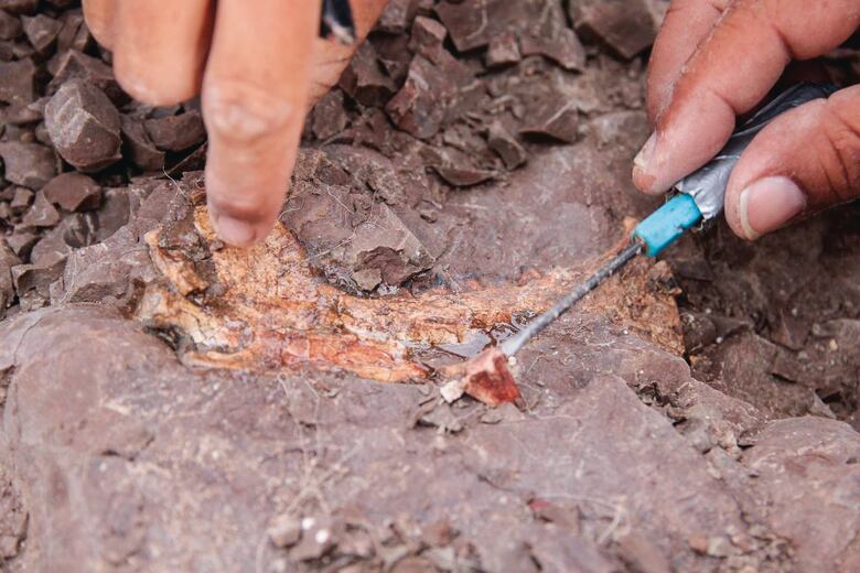 Hallan fósil del extinto marsupial dientes de sable
