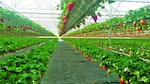 El agroparque de Volcán