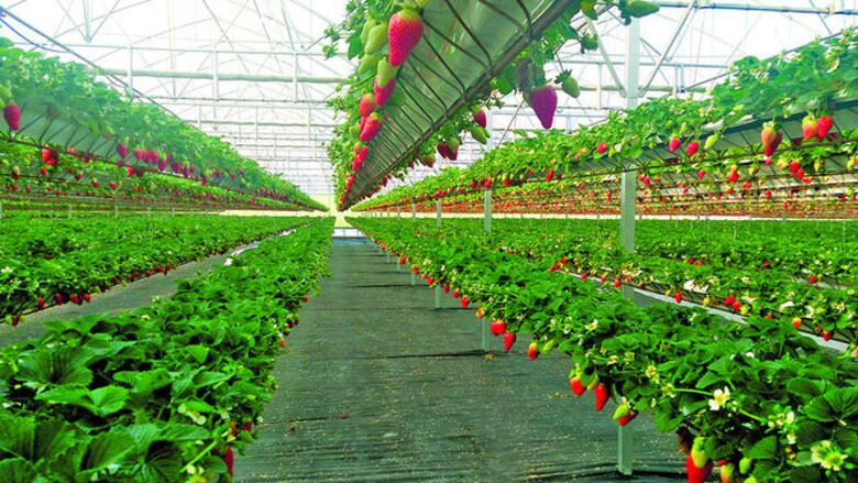 El agroparque de Volcán