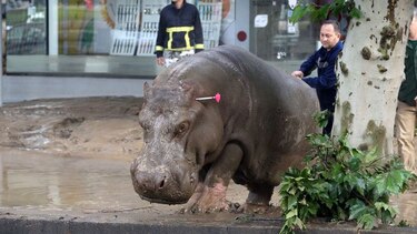 Ocho personas mueren y fieras escapan del zoo tras inundarse Tiflis