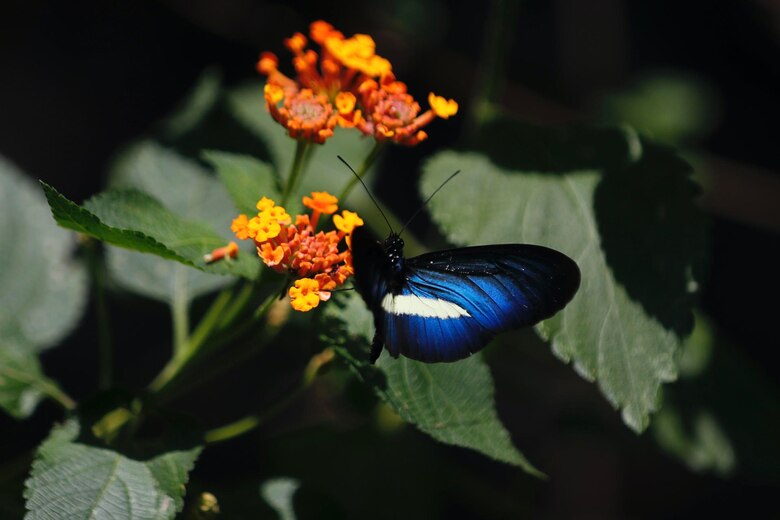 El jardín Botánico de Cali, el lugar donde se cuida el ‘oro verde’ de Colombia