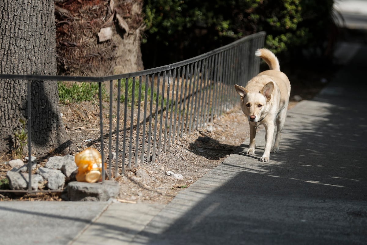 Polémica en México por el sacrificio de más de 10,000 perros