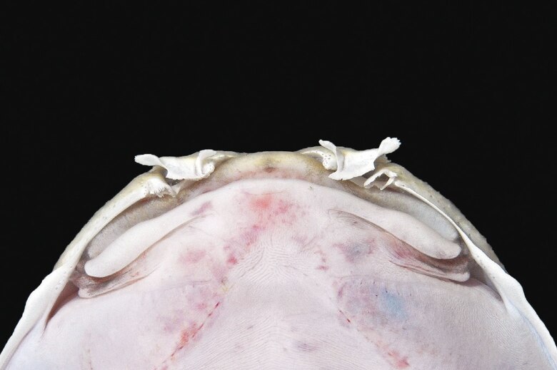 Primer reporte de un tiburón ángel del Caribe centroamericano