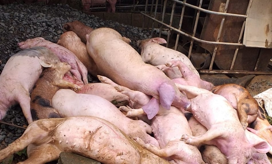 Indemnización parcial por daños a porcicultores