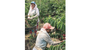 La mitad de la cosecha de café de Brasil está vendida