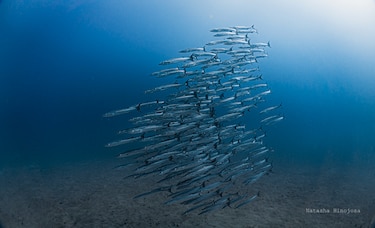 Golfo de Panamá no registra afloramiento marino por primera vez en 40 años, según el STRI