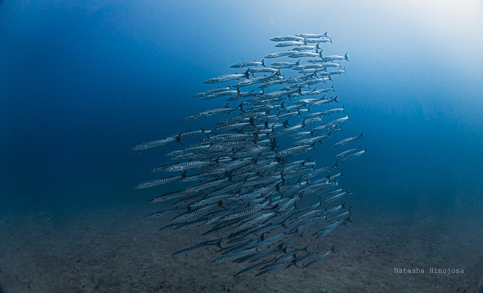 Golfo de Panamá no registra afloramiento marino por primera vez en 40 años, según el STRI