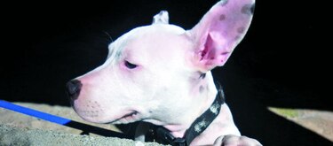 Pinky Winky, Lentita y el sol