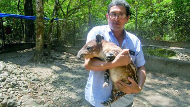 ‘Catalina’, cría de tapir, nace en cautiverio