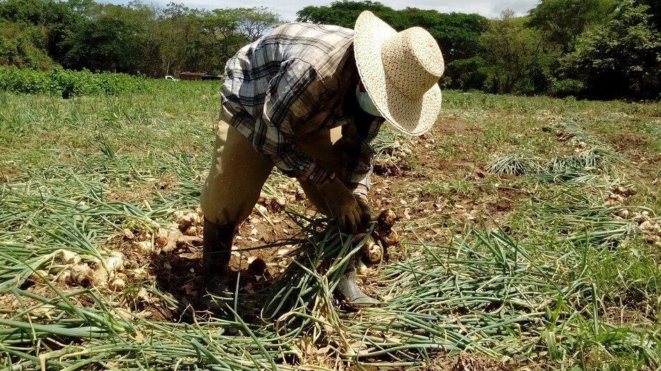 A 20 hectáreas aumenta la cantidad de cultivos de cebolla afectados por las lluvias en Coclé