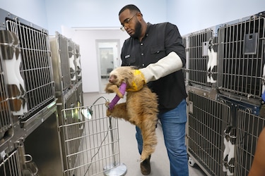 Una clínica da una nueva vida a animales salvajes víctimas del tráfico ilegal en Panamá