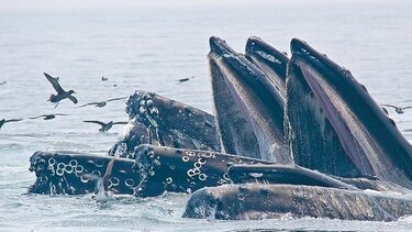 Drones para cuidar a las ballenas en el mundo