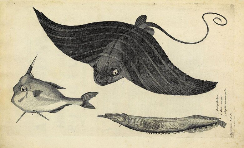 El libro que puso en riesgo la publicación de “Principia Mathematica”, la revolucionaria obra de Isaac Newton que sentó los principios de la física moderna