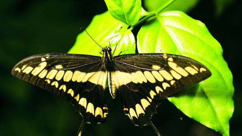 Observación de fauna