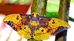 Tras las mariposas de la noche