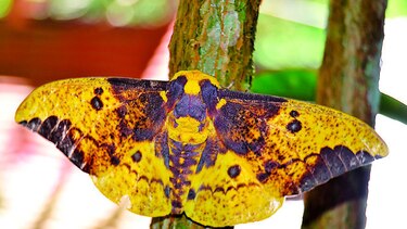 Tras las mariposas de la noche