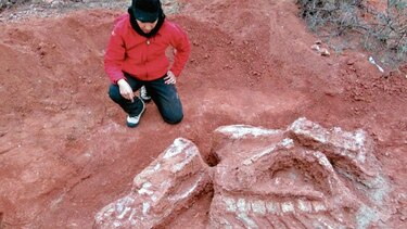 Descubren resto de un dinosaurio gigante