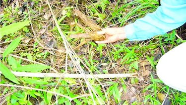 Denuncian incursión de cazadores furtivos en reductos boscosos