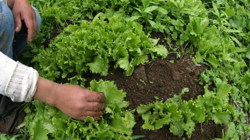 Cada vez hay más mujeres en la agricultura panameña