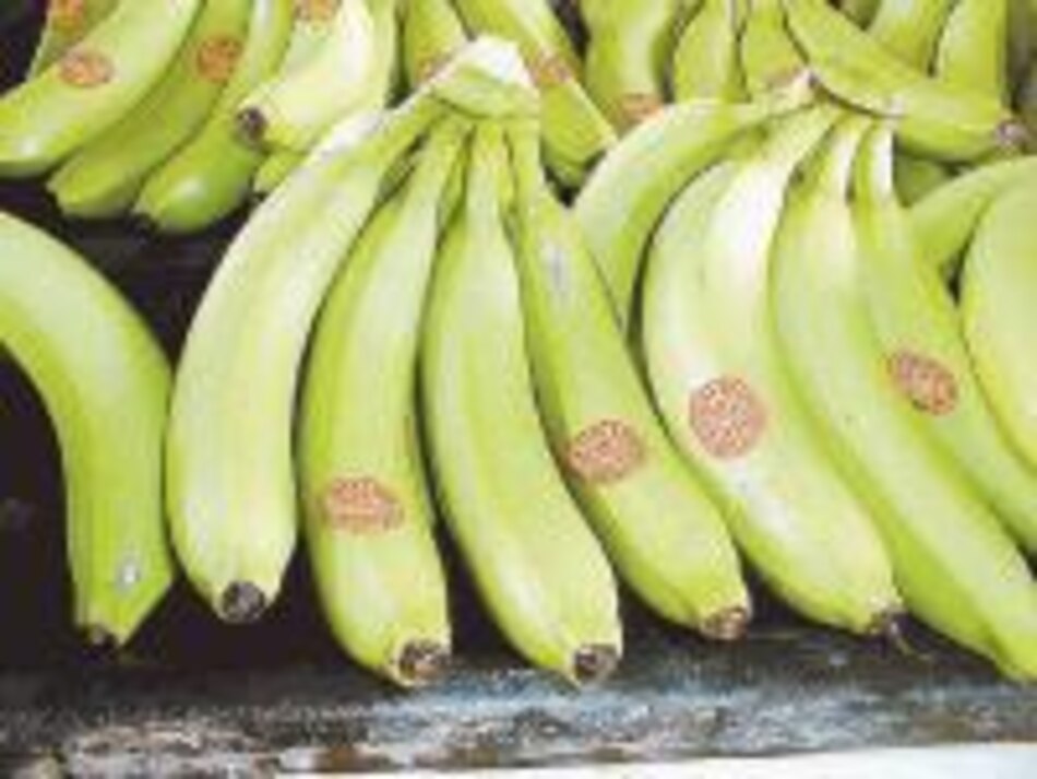 La exportación de banano tico creció 11%