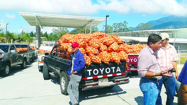 Productores demandan compra de cebolla