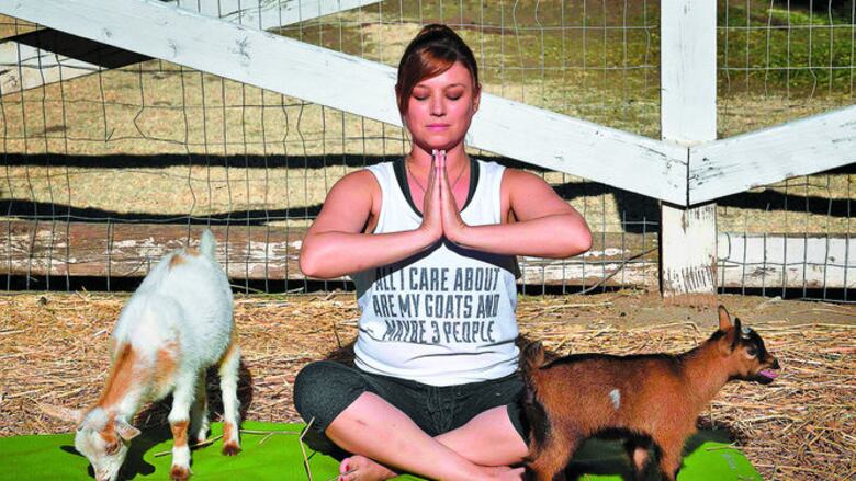 Yoga con cabras, la última moda