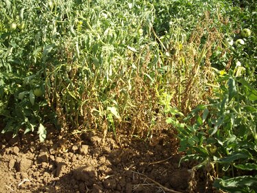 Los Santos: Sector tomatero preocupado ante sequía