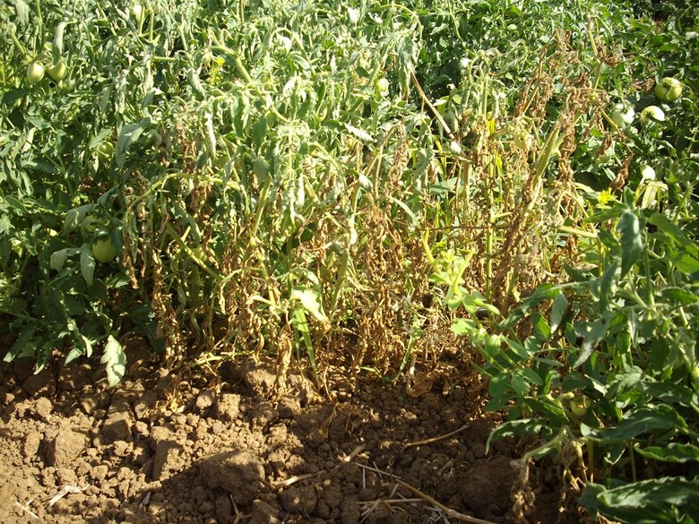 Los Santos: Sector tomatero preocupado ante sequía