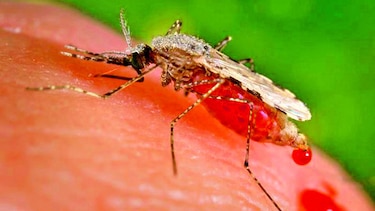 Alteraciones en los mosquitos