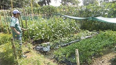 Reforestan la cuenca del Canal en el río Trinidad
