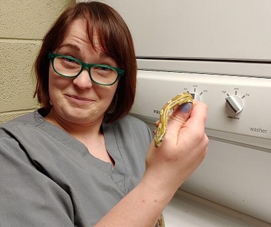 Serpiente mascota sobrevive tras ciclo en lavadora de ropa